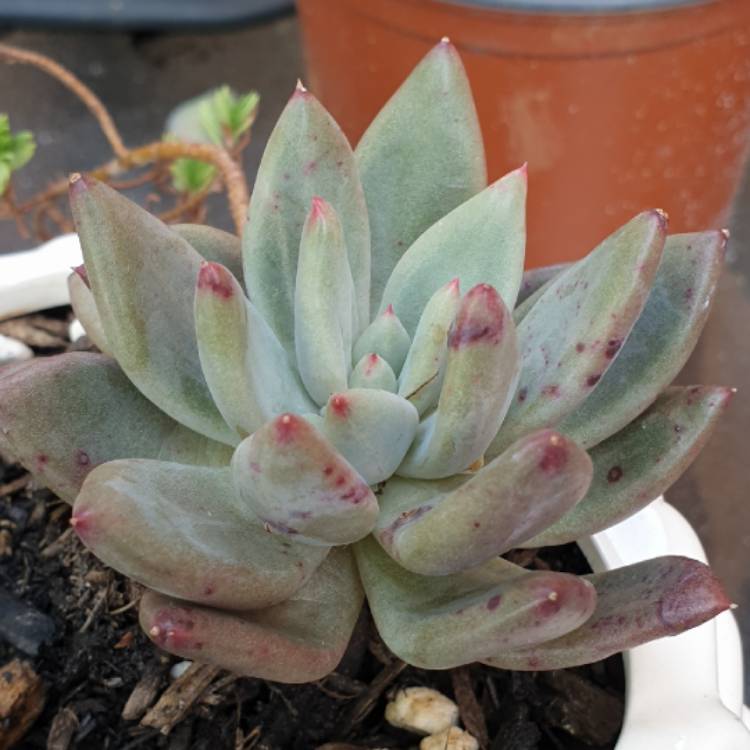 Plant image Echeveria Colorata fa. Brandtii