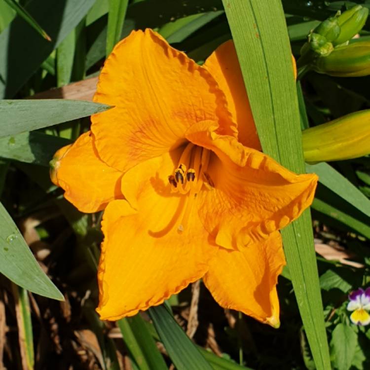 Plant image Day Lily Pac Of Gold