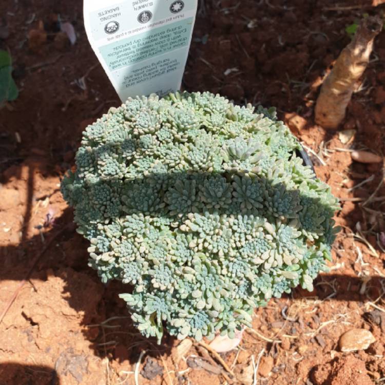 Plant image Sedum rubens 'Lizard Of Madagascar'