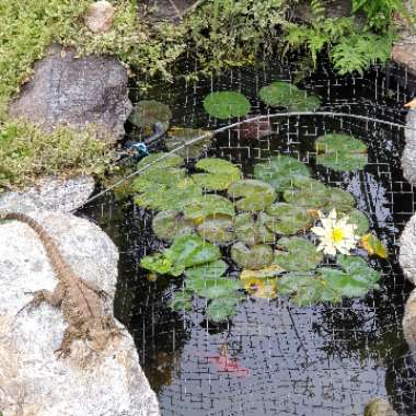 Nymphaea