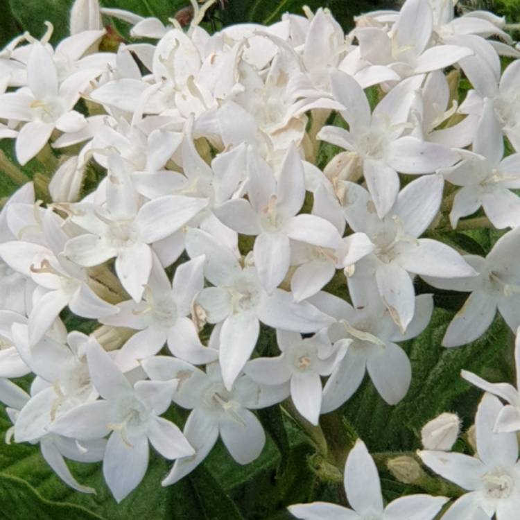 Plant image Pentas lanceolata 'Starcluster White'