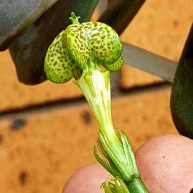 Ceropegia Sandersonii 