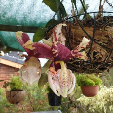 Stanhopea Tigrina