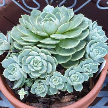 Echeveria Ben Badis