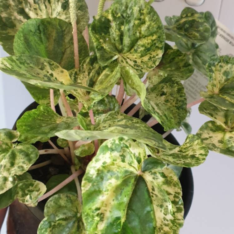 Plant image Peperomia Caperata Pink Lady