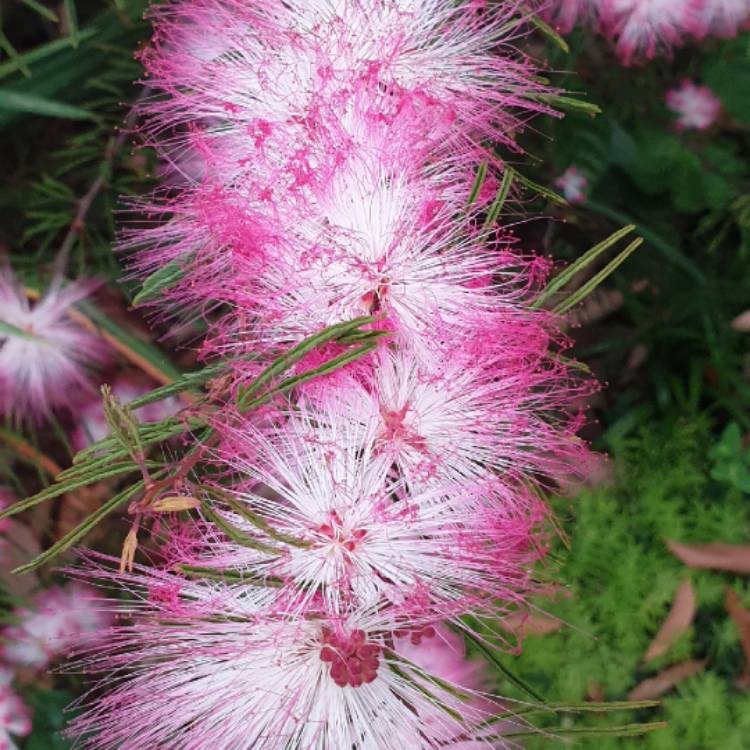 Plant image Calliandra surinamensis 'Pink Poodle'