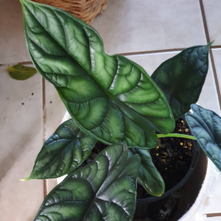 Plant image Alocasia Baginda "Dragon Scale"