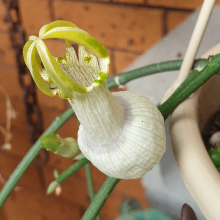 Plant image Ceropegia ampliata