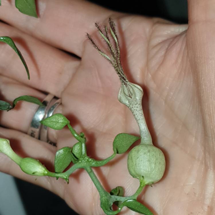 Plant image Ceropegia 