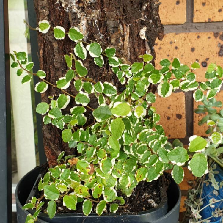 Plant image Ficus Pumila 'White Sunny'