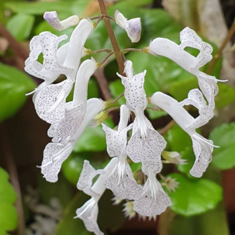 Plant image Plectranthus verticillatus