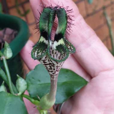 Ceropegia Denticulata