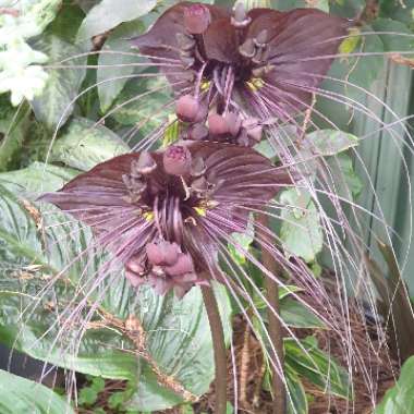 Tacca chantrieri