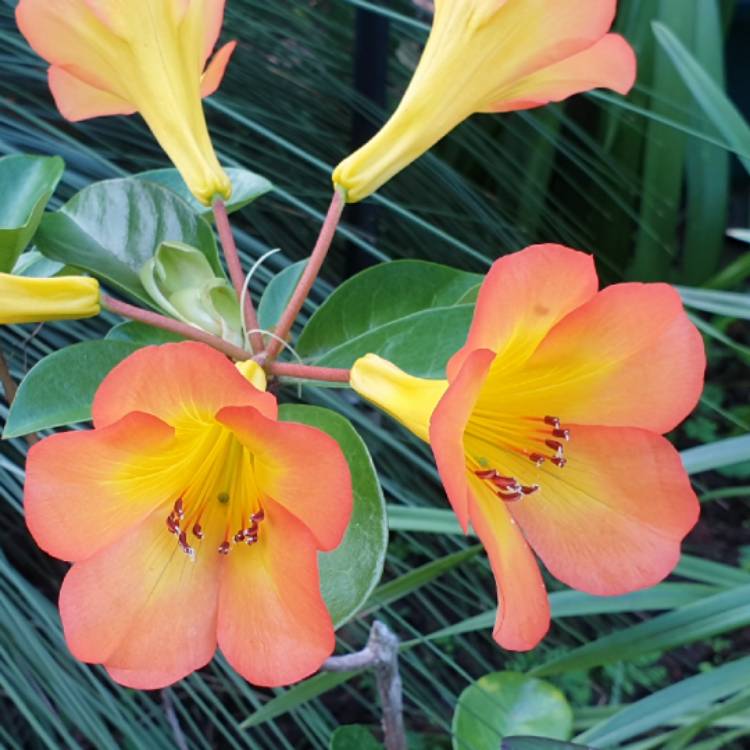 Plant image Rhododendron vireya