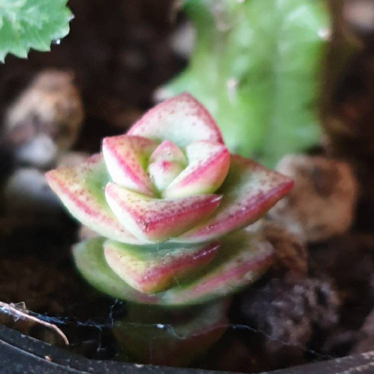 Plant image Crassula Baby's Necklace 