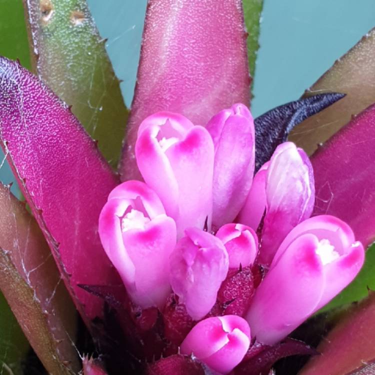 Plant image Aechmea 'Recurvata'