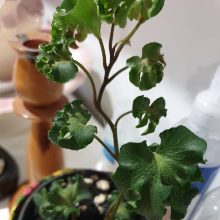 Plant image Hedera helix 'Curly Locks'