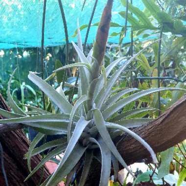 Tillandsia harrisii