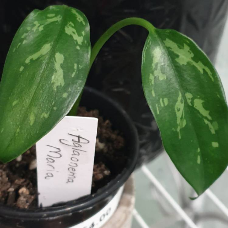 Plant image Aglaonema 'Maria'