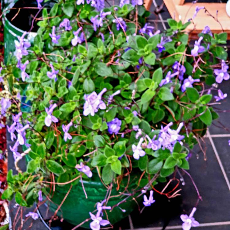 Plant image Streptocarpus caulescens