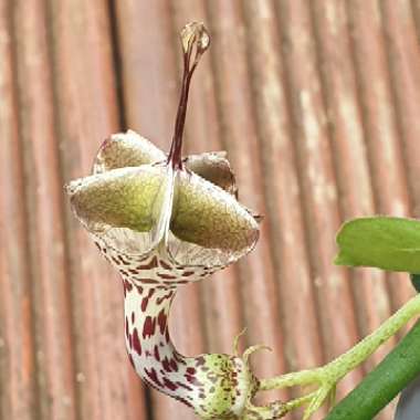 Ceropegia Haygarthii