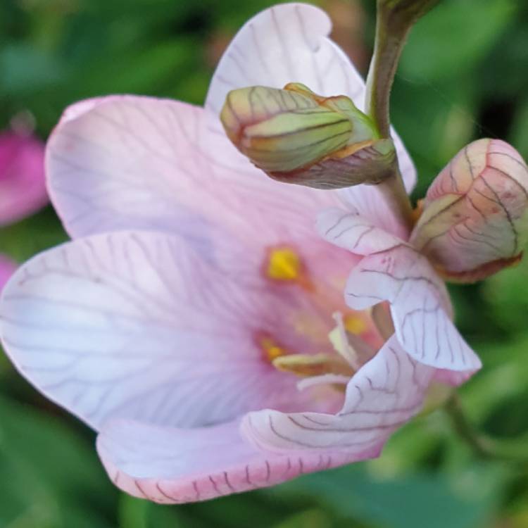 Plant image Tritonia crocata 'Pink'