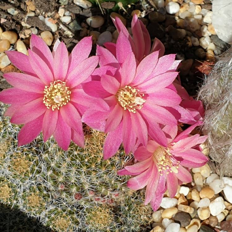 Plant image Rebutia Pink Sensation