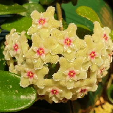 Hoya 'Mathilde'