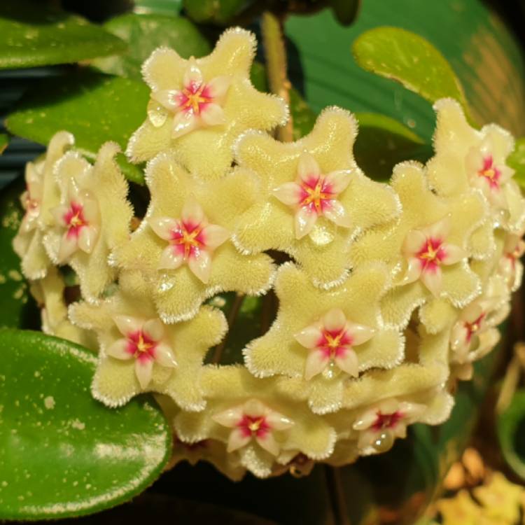 Plant image Hoya 'Mathilde'