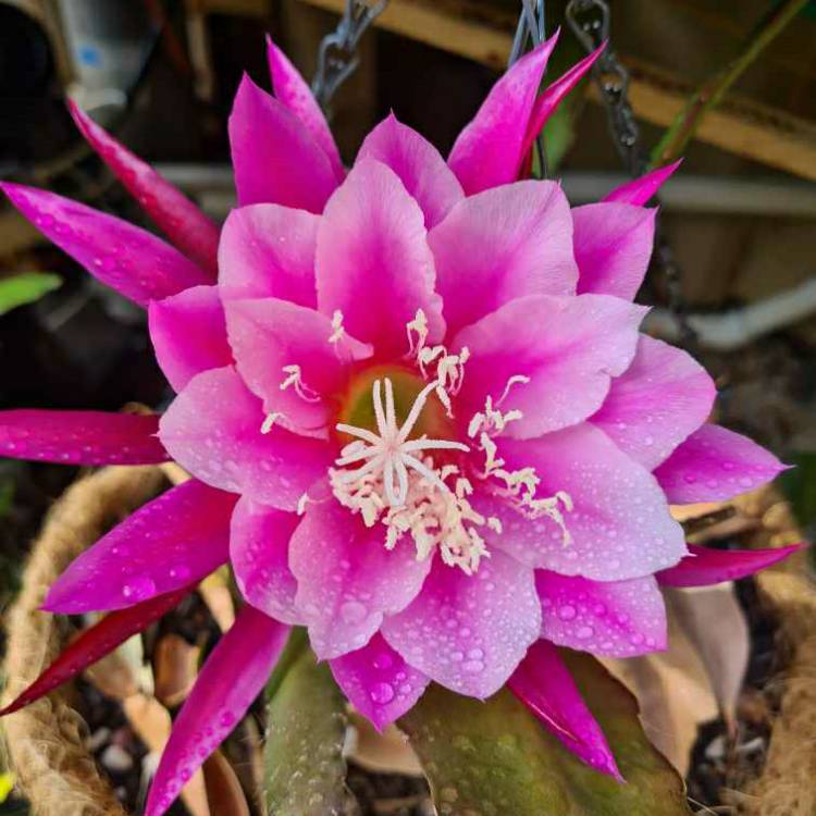 Plant image Epiphyllum Grace Ann