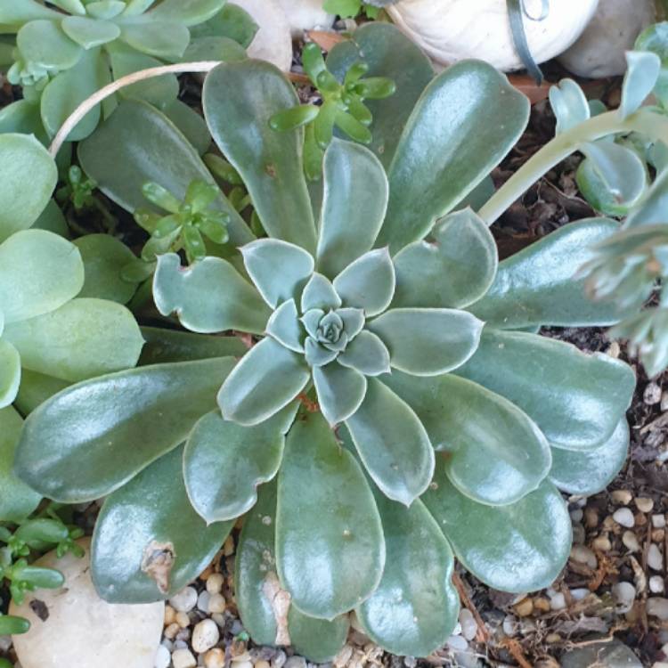 Plant image Echeveria Fantastic Fountain