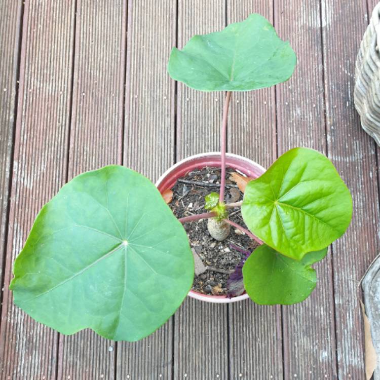 Plant image Jatropha