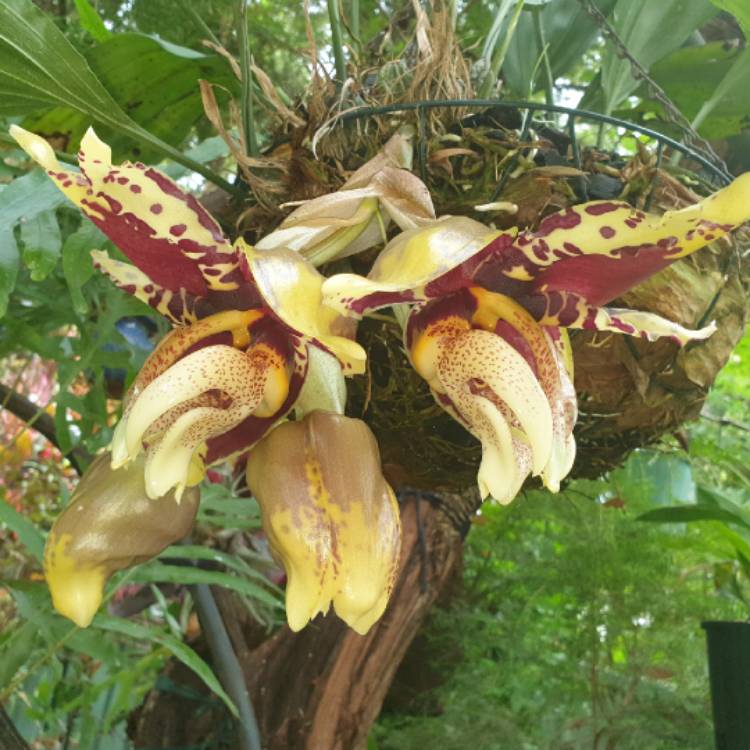 Plant image Stanhopea Tigrina