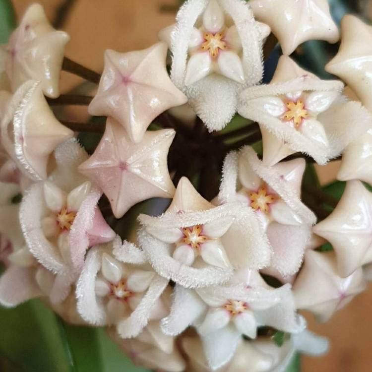 Plant image Hoya 'Chouke'