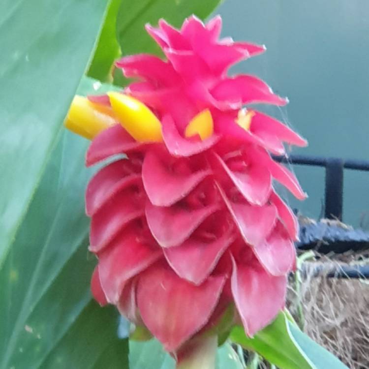 Plant image Costus barbatus