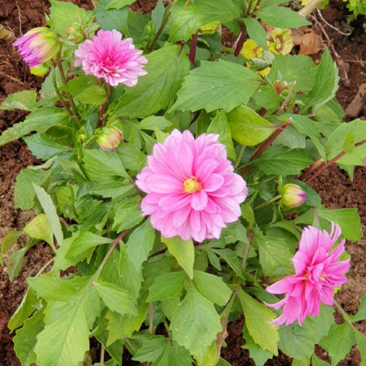 Plant image Dahlia 'Dalina Maxi Mendoza'