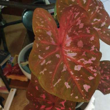 Caladium