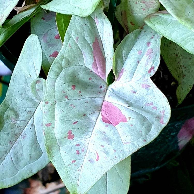 Plant image Syngonium podophyllum 'Confetti'