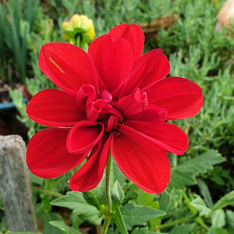 Dahlia Tango, Dahlia Tango - uploaded by @rosegardengirl