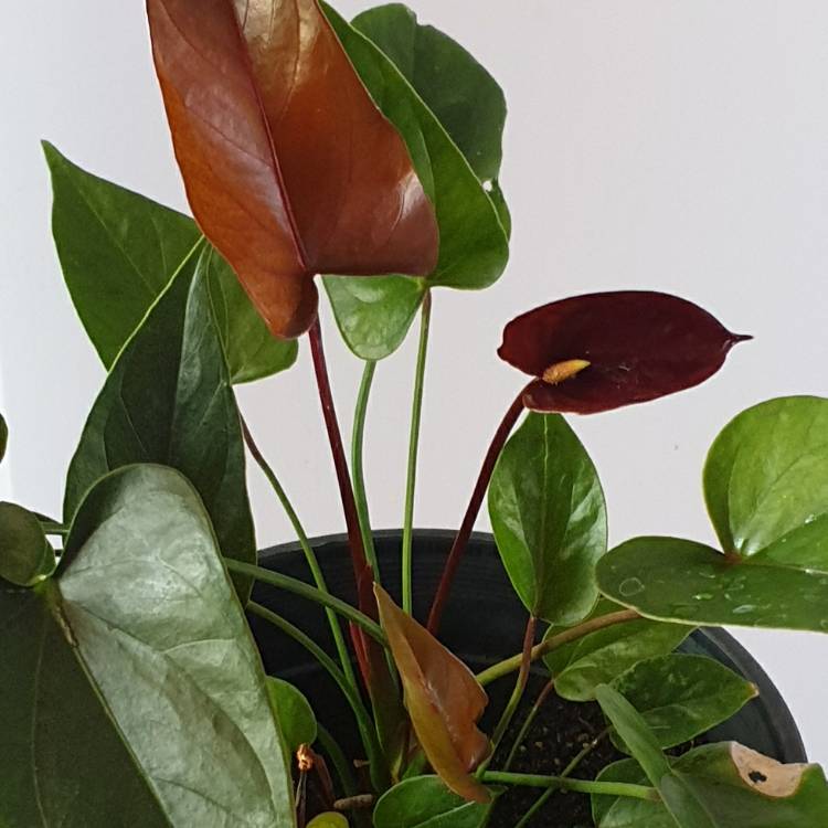 Anthurium (Andraeanum Group) syn. Anthurium andraeanum, Flamingo Flower ...