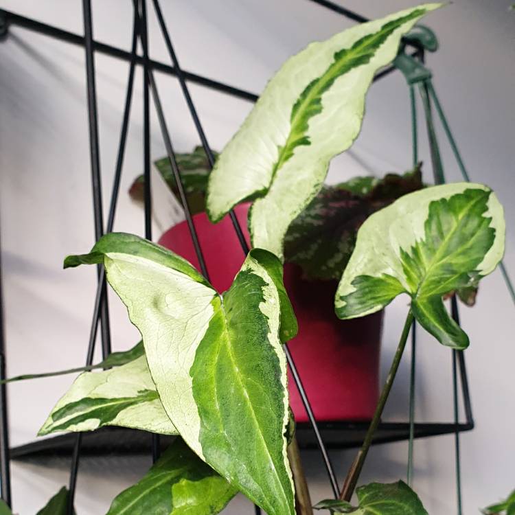 Plant image Syngonium Three Kings