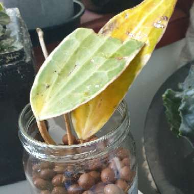 Hoya latifolia