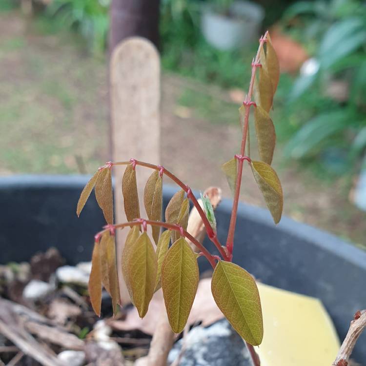 Plant image Indigofera Decora