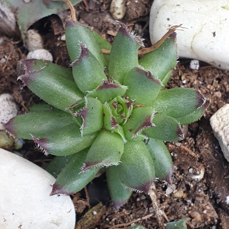 Plant image Sempervivum Tectorum Oddity