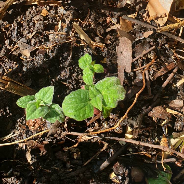 Plant image Solanum tuberosum 'Yukon Gold'