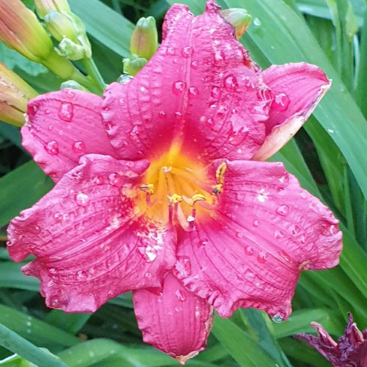 Plant image Hemerocallis 'Cranberry Baby'