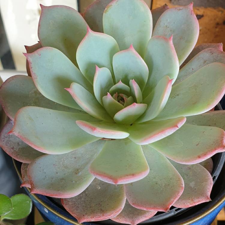 Plant image Echeveria Laulensis