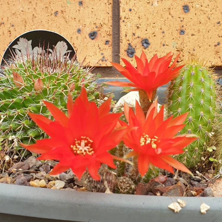 Plant image Mammillaria elongata