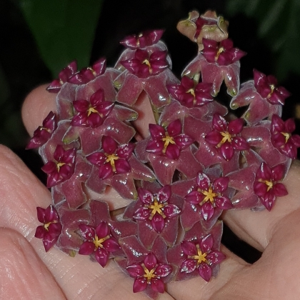 Plant image Hoya cinnamomifolia var. purpureofusca