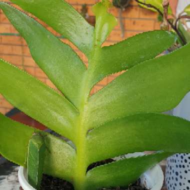 Epiphyllum Chrysocardium 